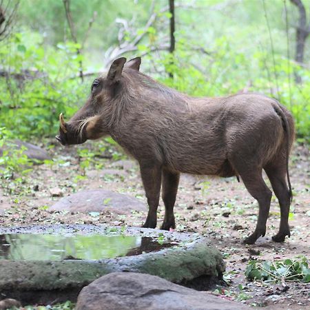 Kruger Kumba - Lahlekile Nathi Lägenhet Marloth Park Exteriör bild