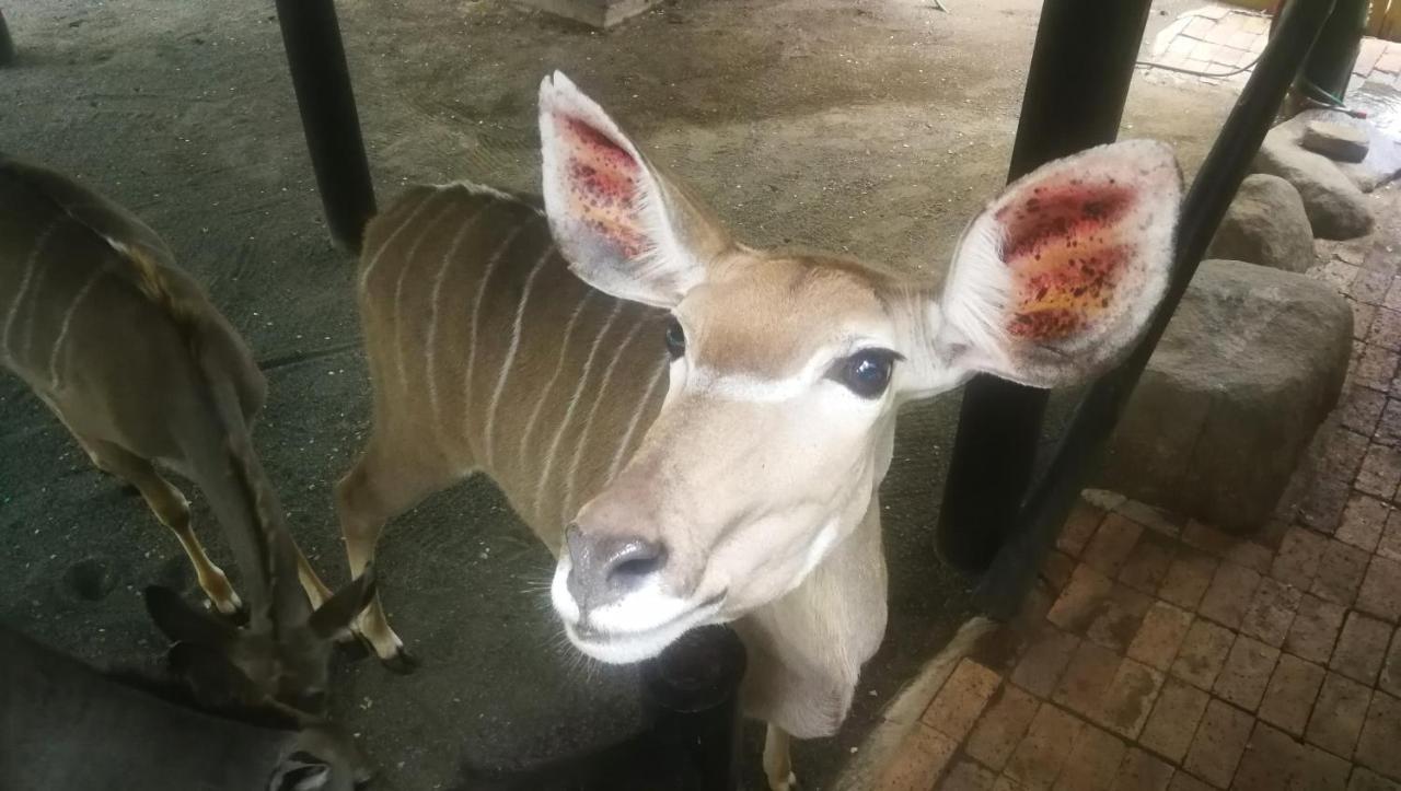 Kruger Kumba - Lahlekile Nathi Lägenhet Marloth Park Exteriör bild