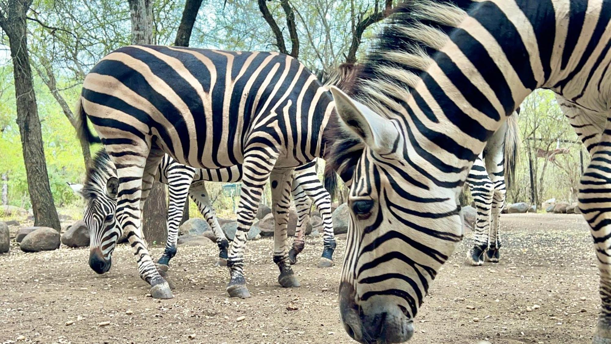 Kruger Kumba - Lahlekile Nathi Lägenhet Marloth Park Exteriör bild